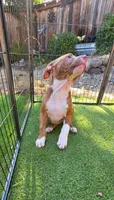 Athena, a female American Pit Bull Terrier for sale in Antioch, CA – 4 of 9