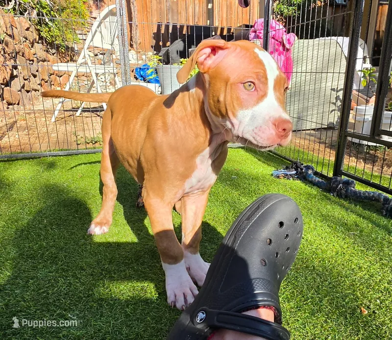 Sunny – American Pit Bull Terrier puppy for sale in Antioch, CA