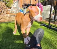 Sunny, a female American Pit Bull Terrier for sale in Antioch, CA – 1 of 2