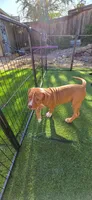 Princess , a female American Pit Bull Terrier for sale in Antioch, CA – 5 of 7