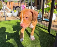 Princess , a female American Pit Bull Terrier for sale in Antioch, CA – 4 of 7