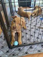 Scooby, a male American Pit Bull Terrier for sale in Antioch, CA – 7 of 7