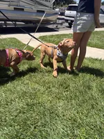 Scooby, a male American Pit Bull Terrier for sale in Antioch, CA – 3 of 7