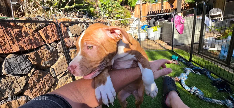 Athena – American Pit Bull Terrier puppy for sale in Antioch, CA
