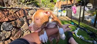 Athena, a female American Pit Bull Terrier for sale in Antioch, CA – 1 of 9
