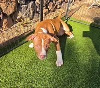 Athena, a female American Pit Bull Terrier for sale in Antioch, CA – 9 of 9