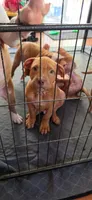 Scooby, a male American Pit Bull Terrier for sale in Antioch, CA – 2 of 7