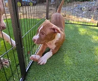 Athena, a female American Pit Bull Terrier for sale in Antioch, CA – 6 of 9