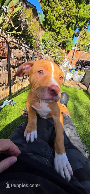 Princess  – American Pit Bull Terrier puppy for sale in Antioch, CA