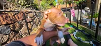 Athena, a female American Pit Bull Terrier for sale in Antioch, CA – 8 of 9