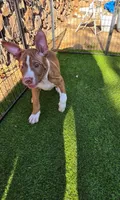 Athena, a female American Pit Bull Terrier for sale in Antioch, CA – 7 of 9