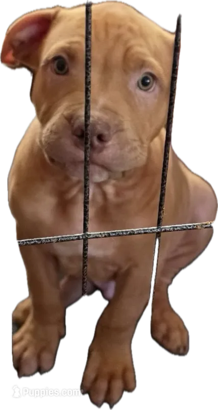 Scooby – American Pit Bull Terrier puppy for sale in Antioch, CA