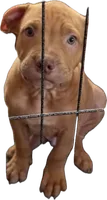 Scooby, a male American Pit Bull Terrier for sale in Antioch, CA – 1 of 7