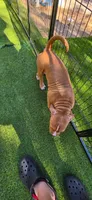 Princess , a female American Pit Bull Terrier for sale in Antioch, CA – 7 of 7