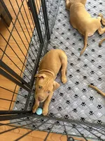 Scooby, a male American Pit Bull Terrier for sale in Antioch, CA – 6 of 7