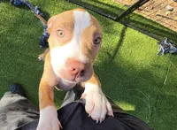 Sunny, a female American Pit Bull Terrier for sale in Antioch, CA – 2 of 2