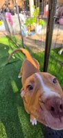 Princess , a female American Pit Bull Terrier for sale in Antioch, CA – 2 of 7
