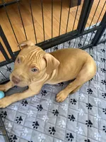 Scooby, a male American Pit Bull Terrier for sale in Antioch, CA – 4 of 7