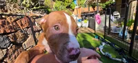 Athena, a female American Pit Bull Terrier for sale in Antioch, CA – 5 of 9