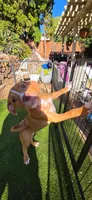 Princess , a female American Pit Bull Terrier for sale in Antioch, CA – 6 of 7
