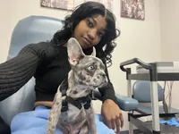 Yoshiko, a male French Bulldog for sale in Las Vegas, NV – Photo 9 of 10