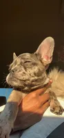 Yoshiko, a male French Bulldog for sale in Las Vegas, NV – Photo 2 of 10