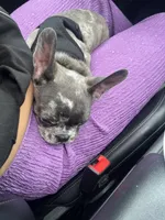 Yoshiko, a male French Bulldog for sale in Las Vegas, NV – Photo 6 of 10