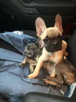 Yoshiko, a male French Bulldog for sale in Las Vegas, NV – Photo 3 of 10