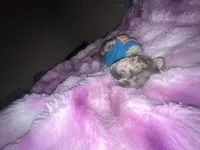 Yoshiko, a male French Bulldog for sale in Las Vegas, NV – Photo 8 of 10