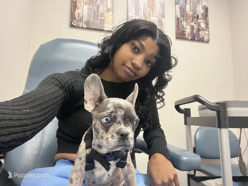 Yoshiko, a male French Bulldog for sale in Las Vegas, NV – Photo 1 of 10