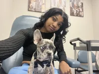 Yoshiko, a male French Bulldog for sale in Las Vegas, NV – Photo 1 of 10