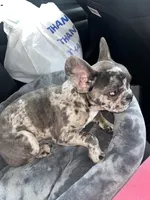 Yoshiko, a male French Bulldog for sale in Las Vegas, NV – Photo 2 of 2