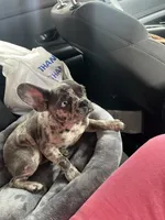 Yoshiko, a male French Bulldog for sale in Las Vegas, NV – Photo 1 of 2