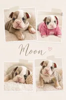 Moon Pie, a female English Bulldog for sale in Sumner, WA – 6 of 7