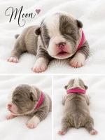Moon Pie, a female English Bulldog for sale in Sumner, WA – 5 of 7