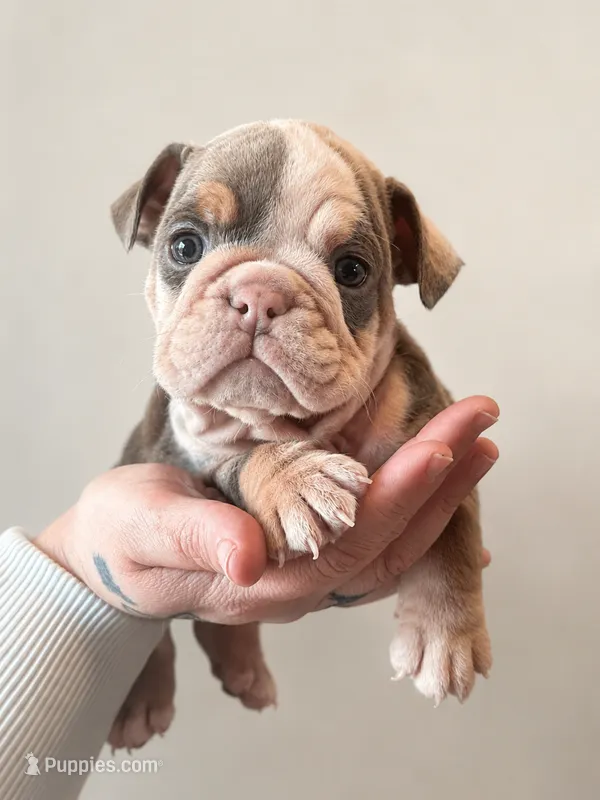 Moon Pie – English Bulldog puppy for sale in Sumner, WA