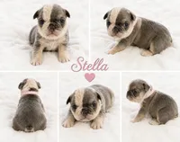 Stella, a female English Bulldog for sale in Sumner, WA – 4 of 7