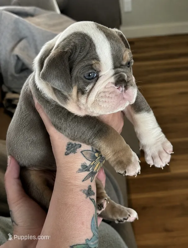 Stella – English Bulldog puppy for sale in Sumner, WA
