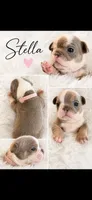 Stella, a female English Bulldog for sale in Sumner, WA – 7 of 7