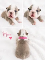 Moon Pie, a female English Bulldog for sale in Sumner, WA – 7 of 7