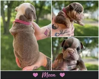 Moon Pie, a female English Bulldog for sale in Sumner, WA – 3 of 7
