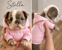 Stella, a female English Bulldog for sale in Sumner, WA – 3 of 7
