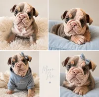 Moon Pie, a female English Bulldog for sale in Sumner, WA – 2 of 7