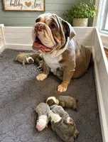 Stella, a female English Bulldog for sale in Sumner, WA – 6 of 7