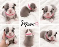 Moon Pie, a female English Bulldog for sale in Sumner, WA – 4 of 7