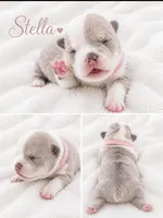 Stella, a female English Bulldog for sale in Sumner, WA – 5 of 7