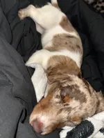 Cookie, a female Miniature Dachshund for sale in New Springfield, OH – 3 of 4