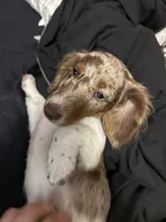 Cookie, a female Miniature Dachshund for sale in New Springfield, OH – 4 of 4