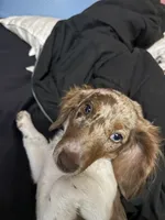 Cookie, a female Miniature Dachshund for sale in New Springfield, OH – 2 of 4
