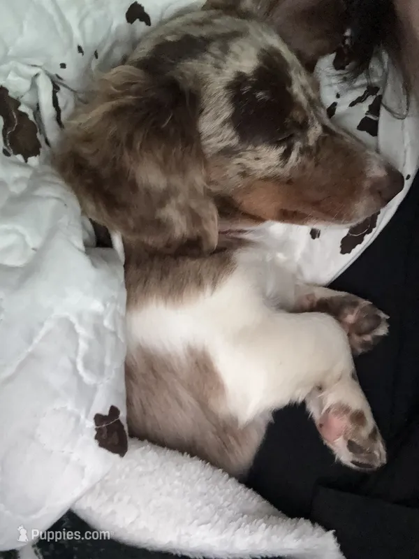 Cookie – Miniature Dachshund puppy for sale in New Springfield, OH